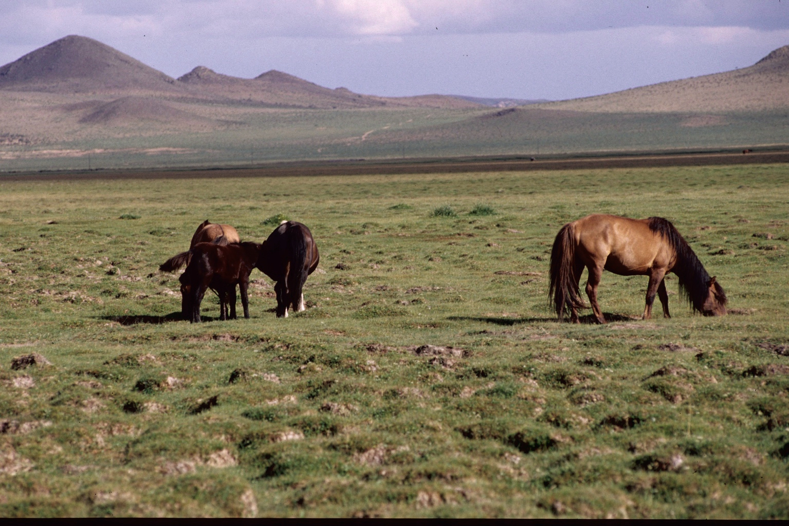 Mongolia landscape